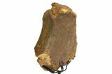 Fossil Hadrosaur Scapula Section w/ Metal Stand - South Dakota #354337-2